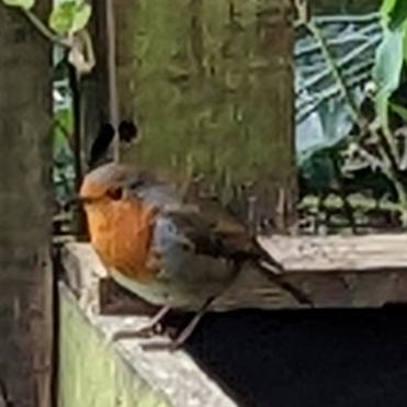 David's garden