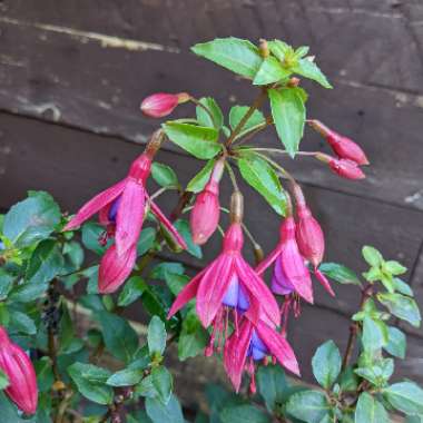 Fuchsia