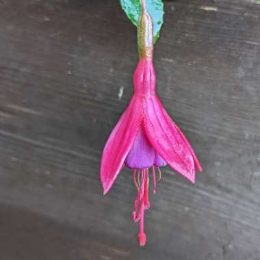 Fuchsia