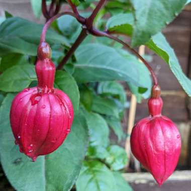 Fuchsia