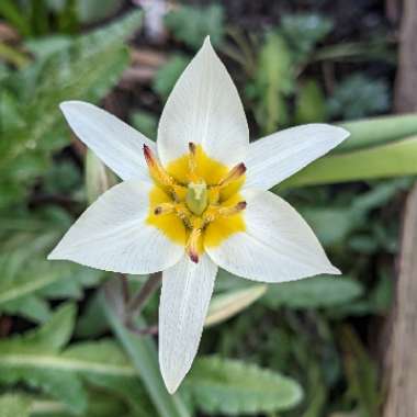 Tulip (Species) Turkestan Tulip