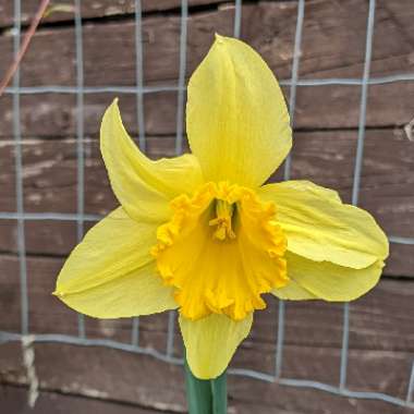 Daffodil