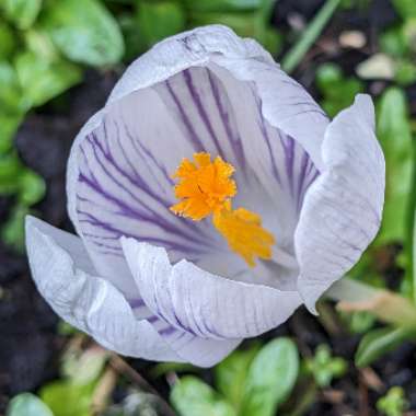 Crocus (Spring)