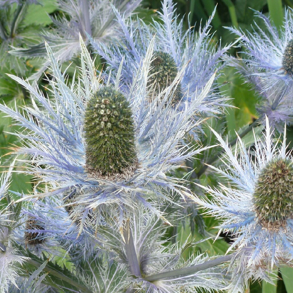 Plant image Eryngium alpinum 'Superbum'