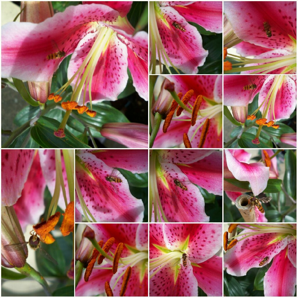 plant image 23824