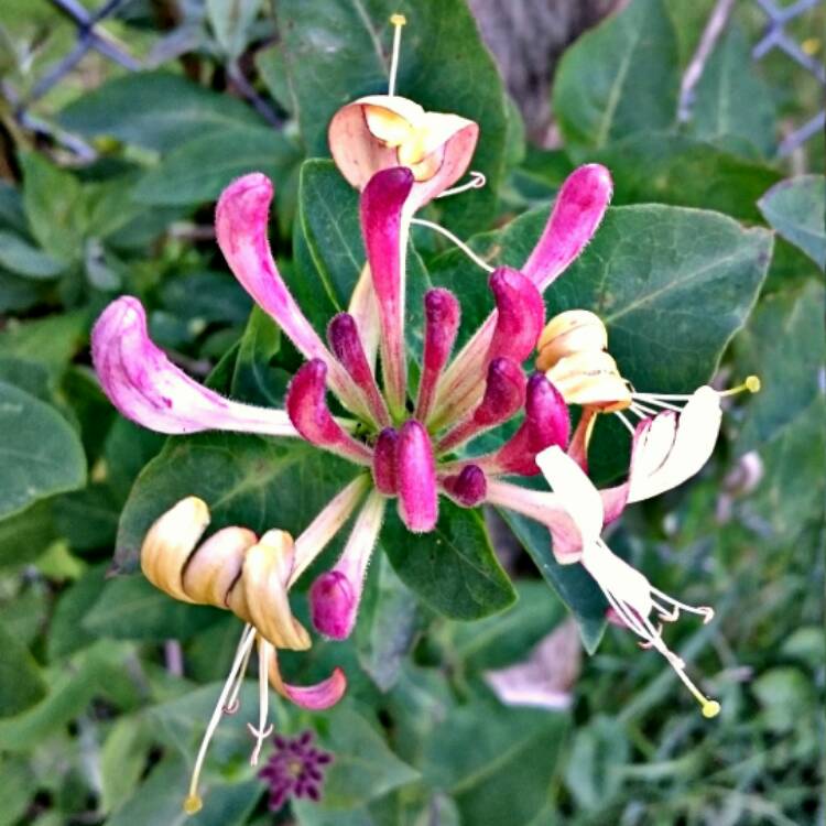 Plant image Lonicera periclymenum 'Belgica'