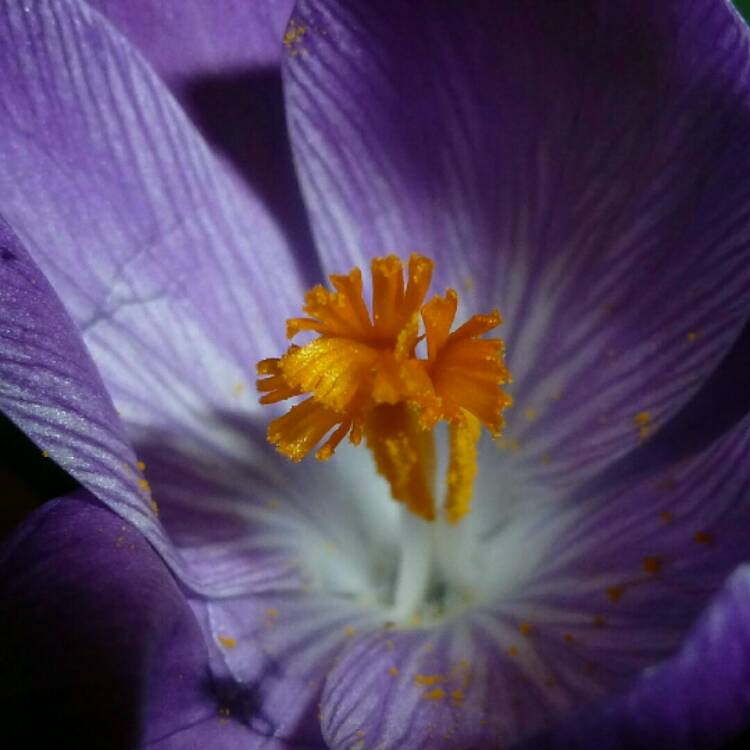 plant image 628239 plant image 628239