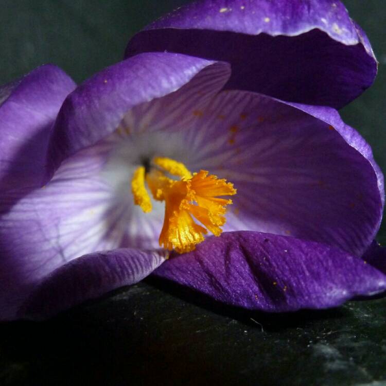 plant image 628241 plant image 628241