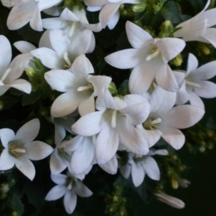 Plant image Campanula 'Pearl White'