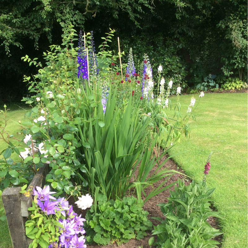 Christine's garden
