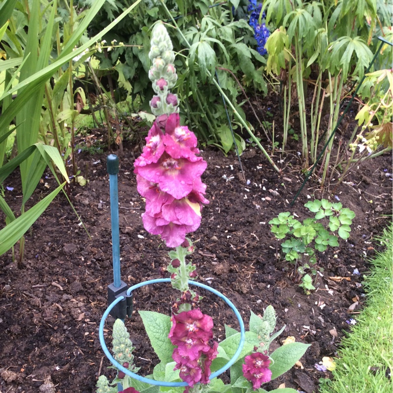 Common Mullein