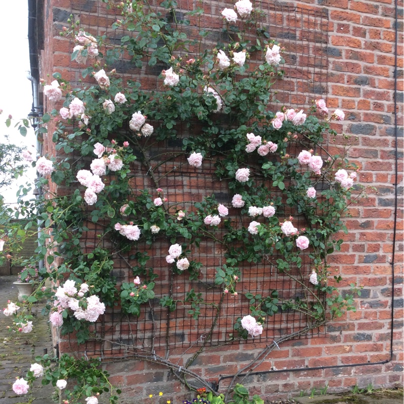 Plant image Rosa 'Ausbonny' syn. Rosa 'Wildeve'