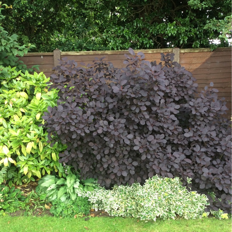 Christine's garden