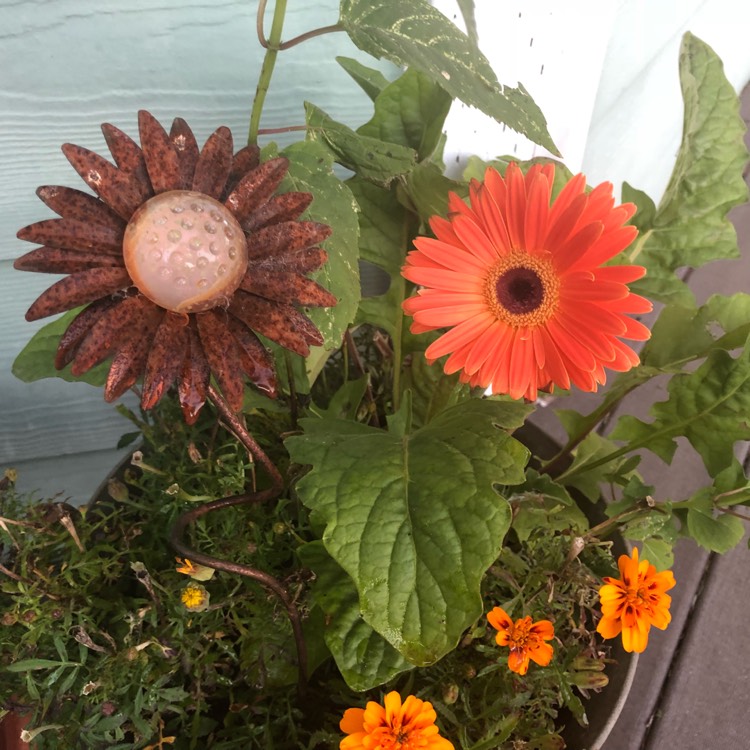 Plant image Gerbera Garvinea 'Sweet Glow'
