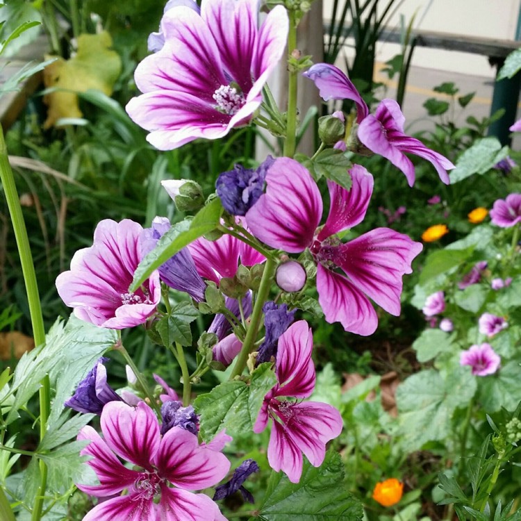 Plant image Malva Sylvestris 'Magic Hollyhock'