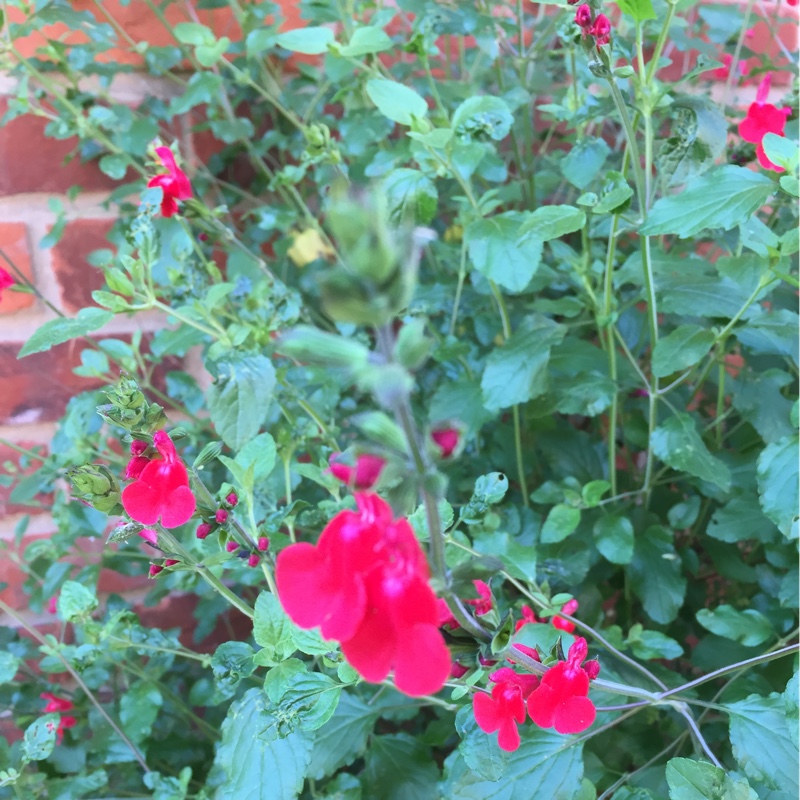 Dawn's garden