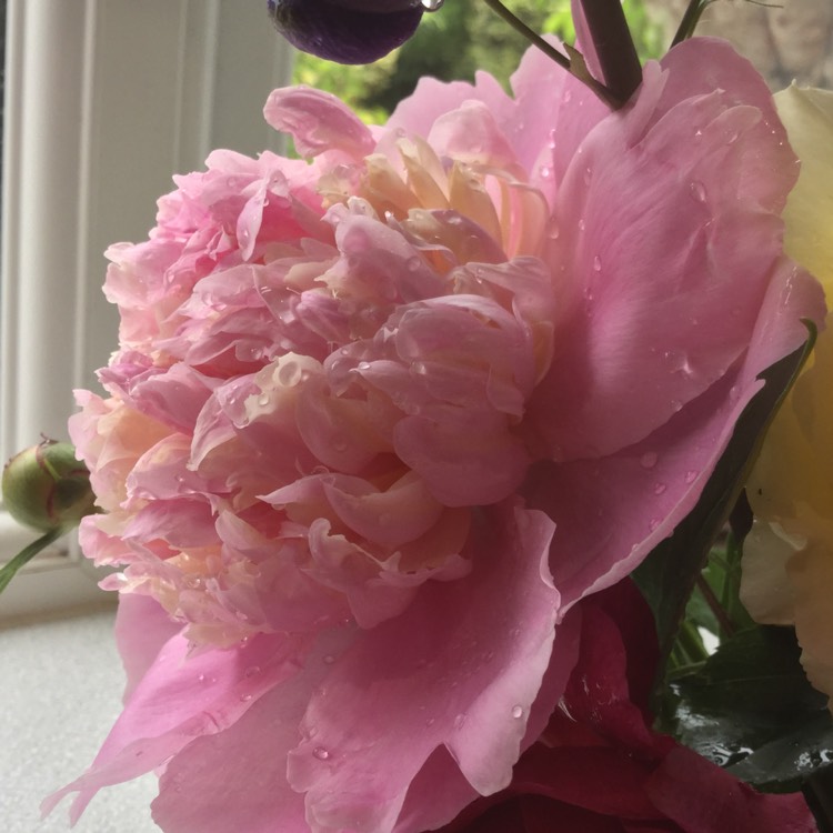 plant image 734935