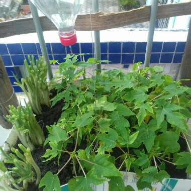 Gustavo's garden