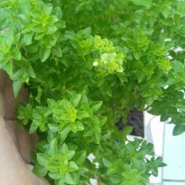 Gustavo's garden