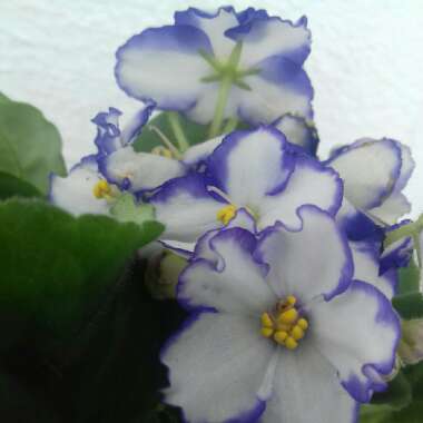 Gustavo's garden