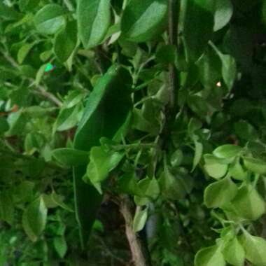 Gustavo's garden