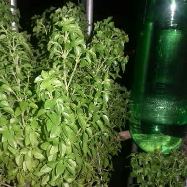 Gustavo's garden