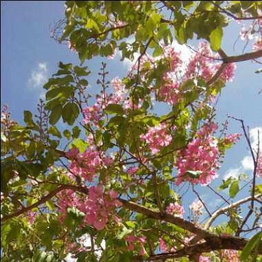 Gustavo's garden