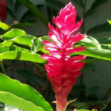 Gustavo's garden