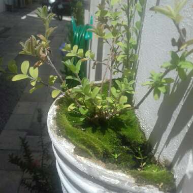 Gustavo's garden