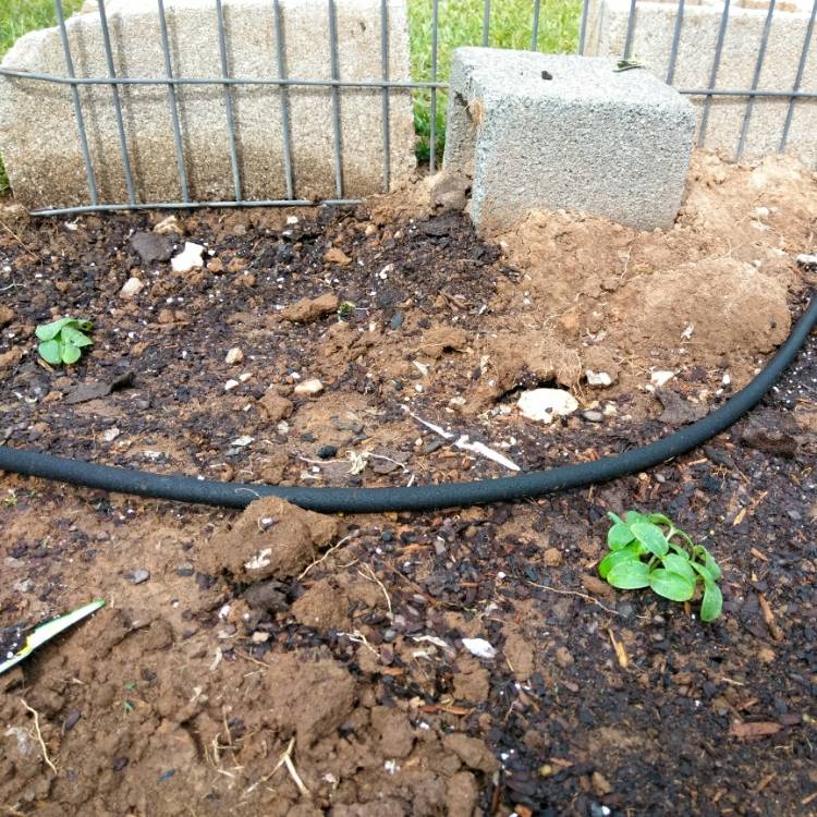 plant image 669817