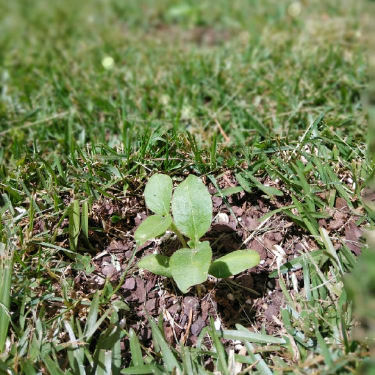 plant image 679413 plant image 679413