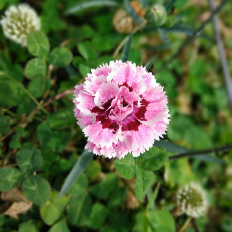 Plant image Dianthus SuperTrouper™ 'Sissy'