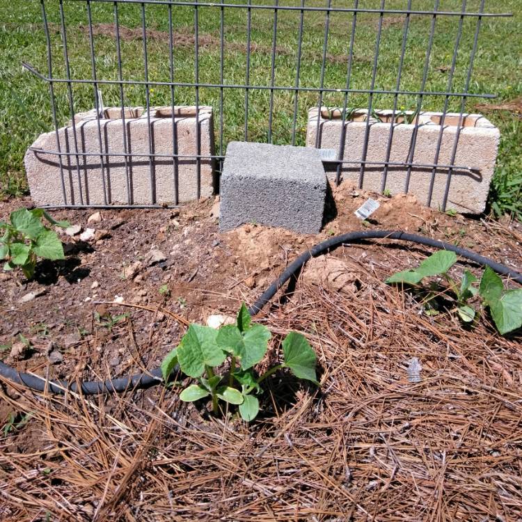 plant image 687925