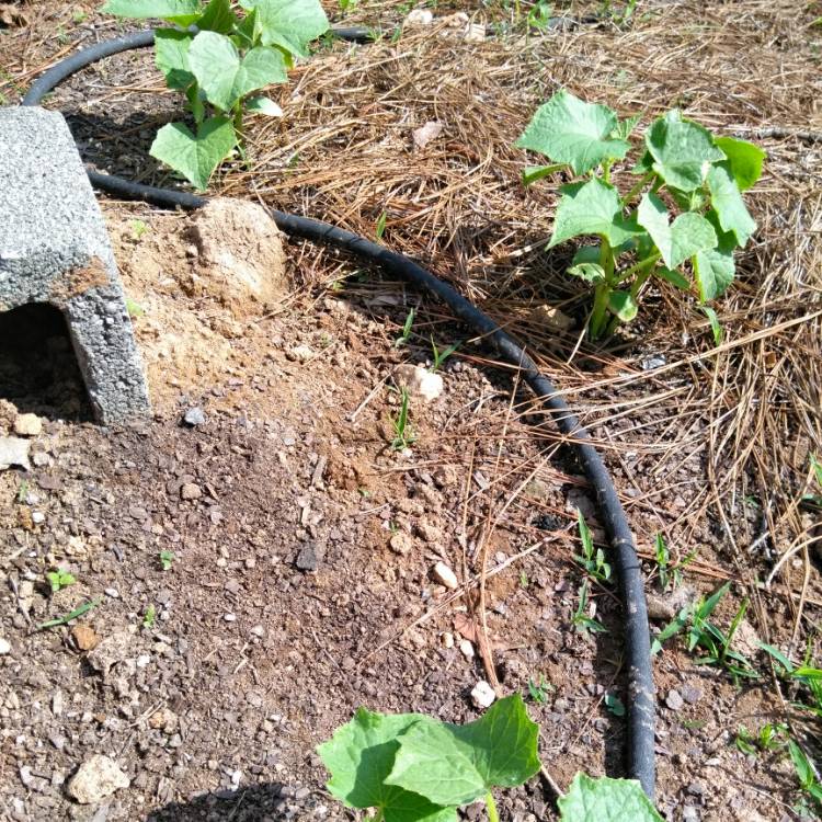 plant image 692954