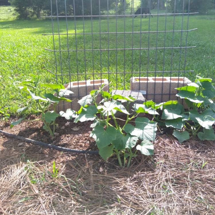 Plant image Cucumis sativus 'Boston Pickling'