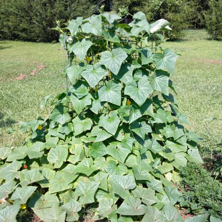 plant image 743516