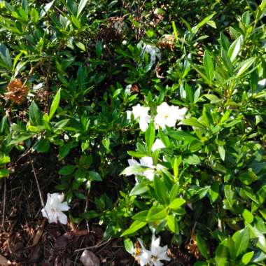 Gardenia 'August Beauty'