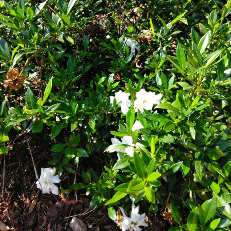 Plant image Gardenia Jasminoides 'August Beauty'