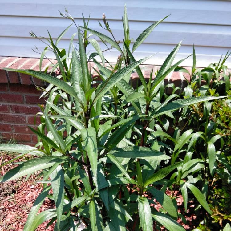 plant image 749553