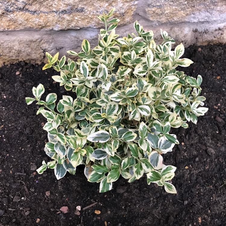Plant image Euonymus fortunei 'Silver Queen'