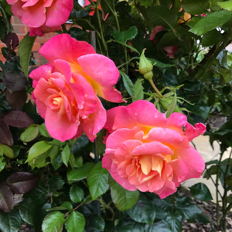 Plant image Rosa 'Inspiration' (W.I. Centenary Rose)