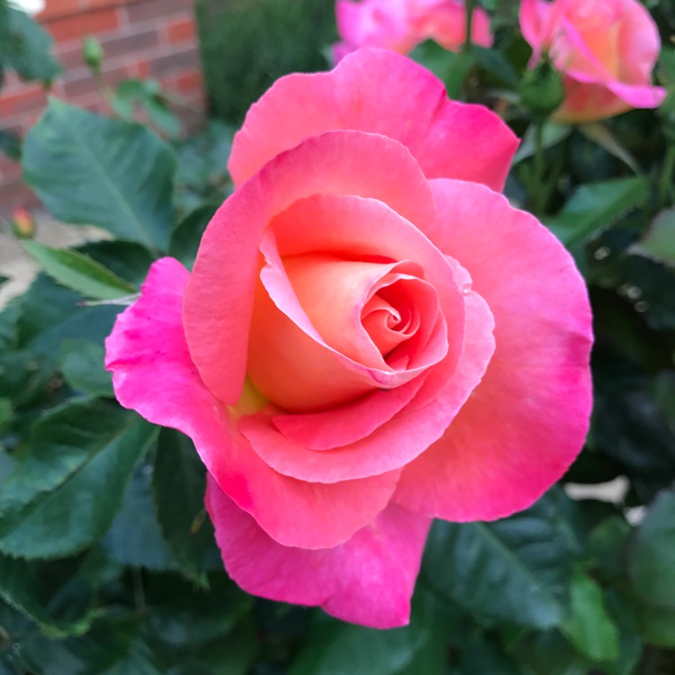 Plant image Rosa 'Inspiration' (W.I. Centenary Rose)