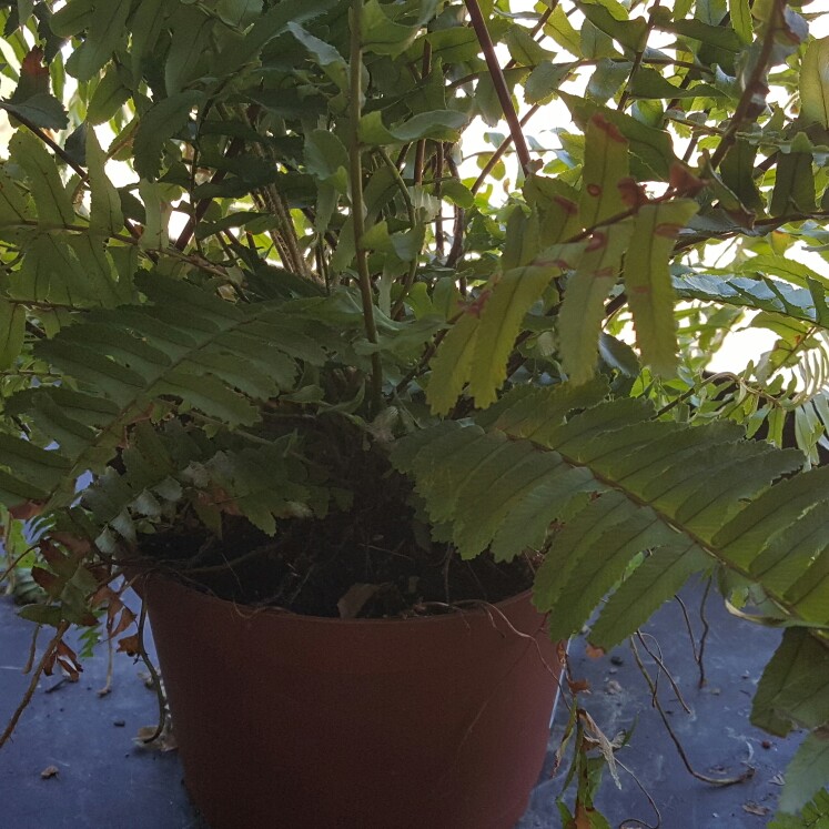 plant image 186836 plant image 186836