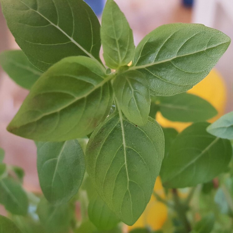 plant image 186857