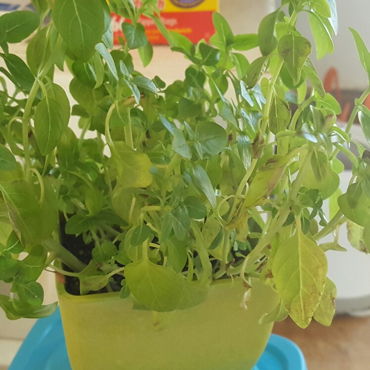 Basil