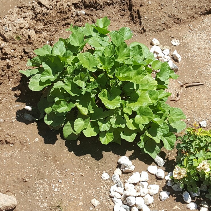 Deanna's garden