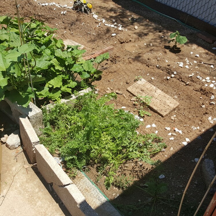 Deanna's garden