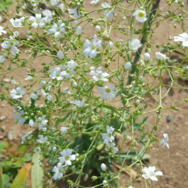 Water Forget-Me-Not