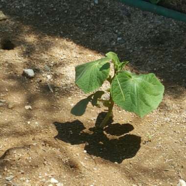 Cucumber