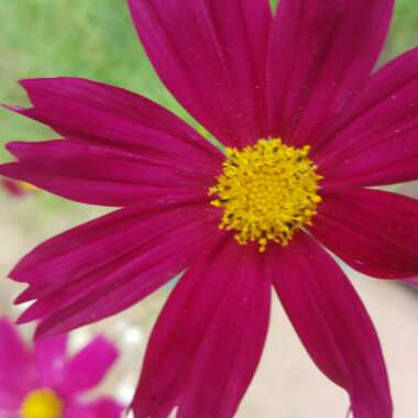 Cosmea 'Sonata Carmine'